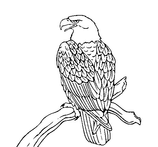 Desenho de Águia num ramo para Colorir Colorir