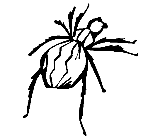Desenho de Aranha viúva negra para Colorir
