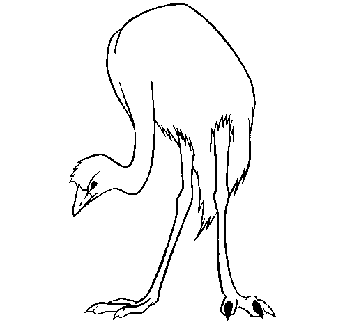 Desenho de Avestruz para Colorir