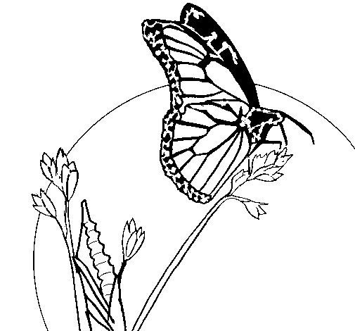 Desenho de Borboleta num ramo para Colorir