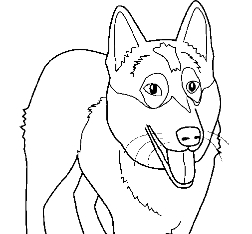 Desenho de Cão Pastor Alemão para Colorir