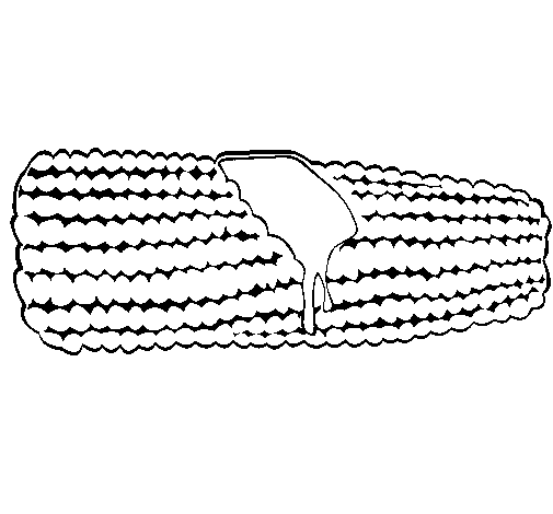 Desenho de Espiga de milho  para Colorir