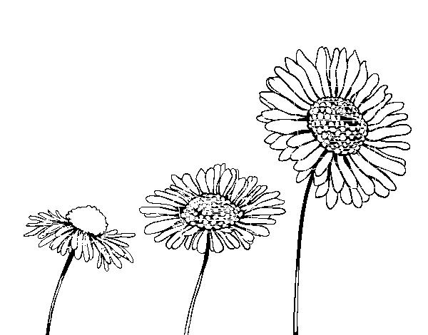 Desenho de Flor de camomila para Colorir