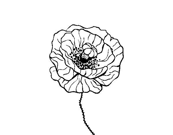 Desenho de Flor de papoila para Colorir