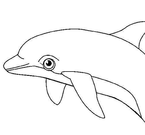 Desenho de Golfinho para Colorir