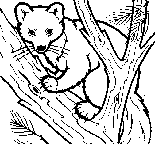 Desenho de Marta europeia na árvore para Colorir
