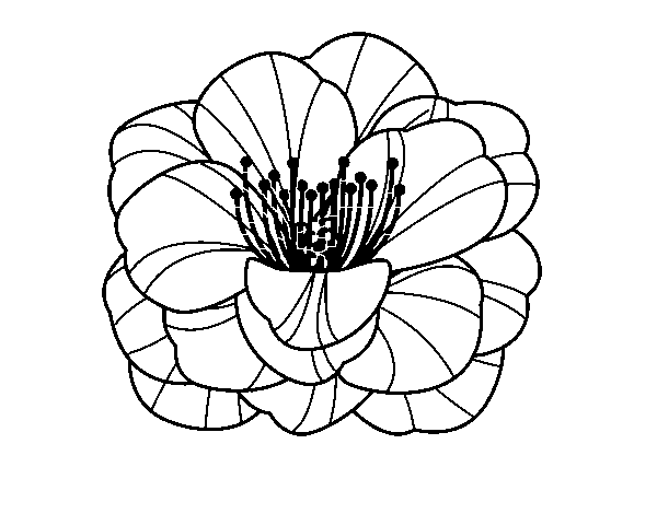 Desenho de Papoula flor para Colorir
