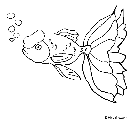 Desenho de Peixe tancho para Colorir