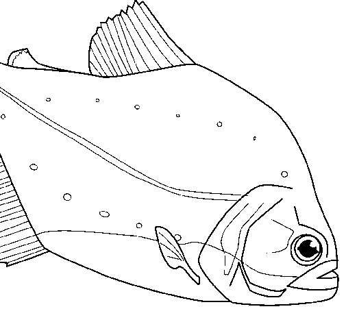 Desenho de Peixe para Colorir