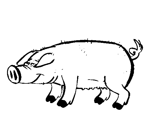 Desenho de Porco com cascos negros para Colorir