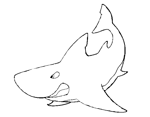 Desenho de Tubarão furioso para Colorir
