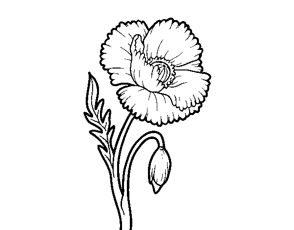 Desenho de Uma flor de papoula para Colorir