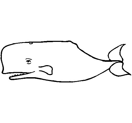 Desenho de Baleia azul para Colorir