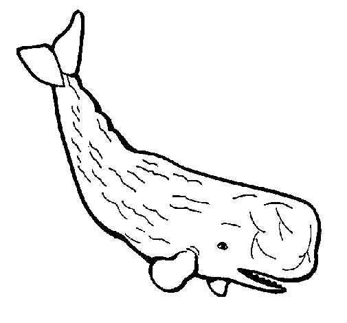 Desenho de Baleia grande para Colorir
