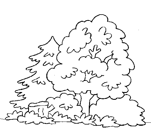 Desenho de Bosque para Colorir