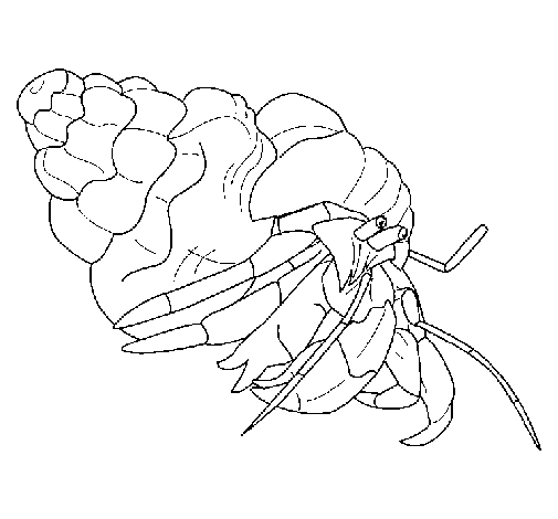 Desenho de Caranguejo ermitão para Colorir