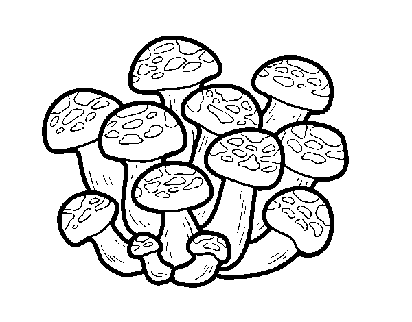 Desenho de Cogumelo bunashimeji para Colorir