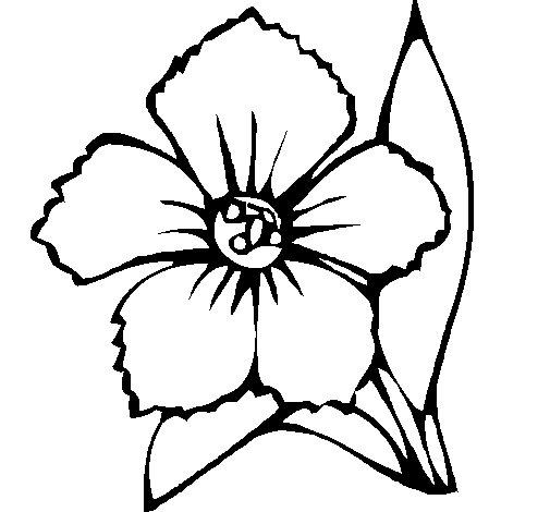 Desenho de Flor 4a para Colorir