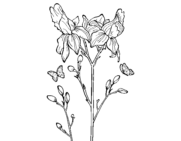 Desenho de Flor de Iris para Colorir