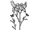 Desenho de Flor de Iris para colorear