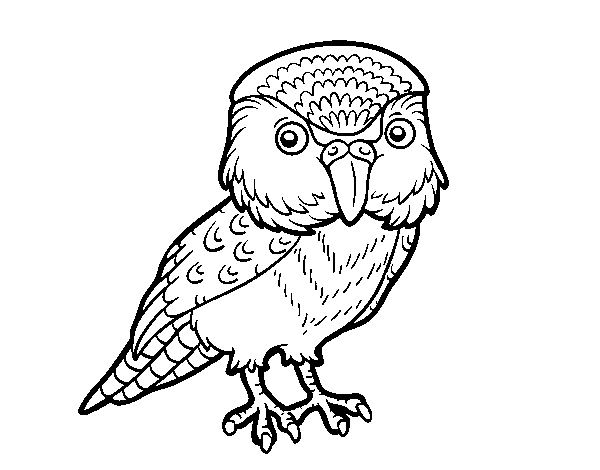 Desenho de Kakapo para Colorir