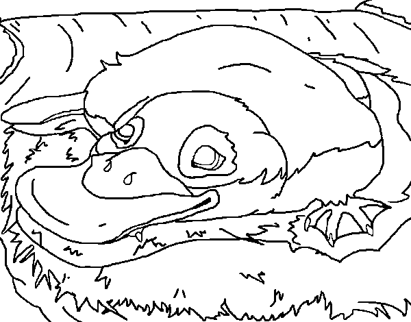 Desenho de Ornitorrinco para Colorir
