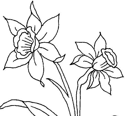 Desenho de Orquídea para Colorir