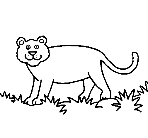 Desenho de Panthera  para Colorir