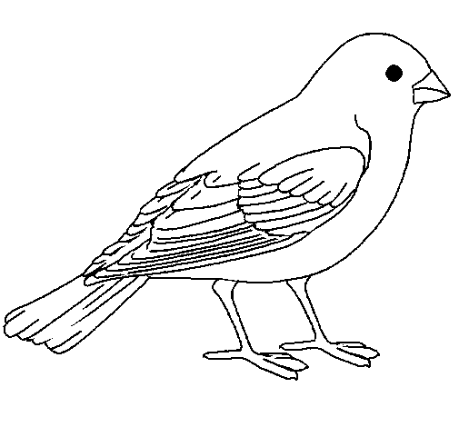 Desenho de Pardal para Colorir