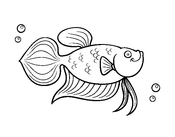 Desenho de Peixinho-dourado para Colorir