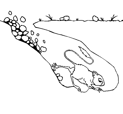 Desenho de Rata canguro para Colorir