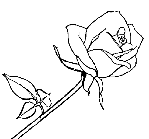 Desenho de Rosa para Colorir