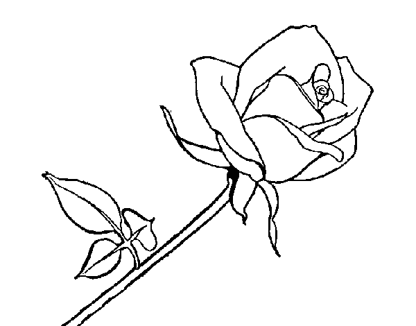 Desenho de Rosa para Colorir 