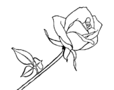 Desenho de Rosa para colorear
