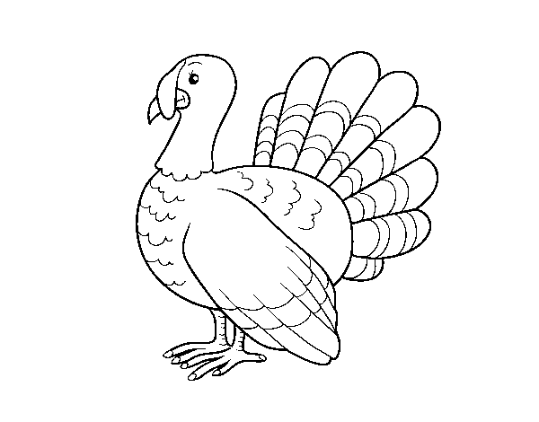 Desenho de Turquia comum para Colorir