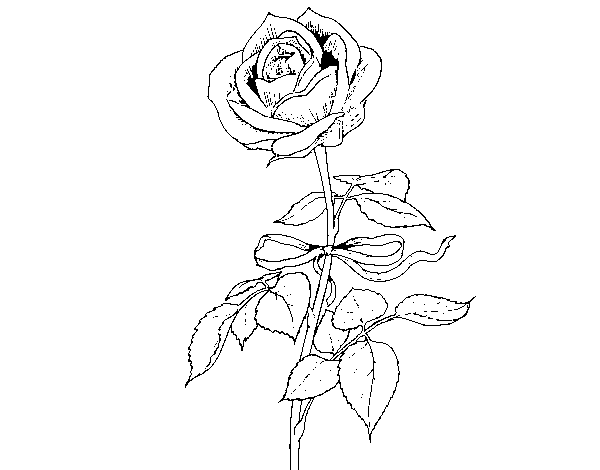 Desenho de Uma rosa para Colorir
